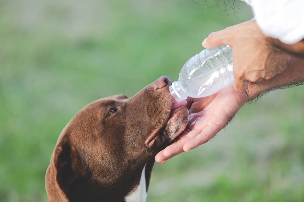 owner gave dogs the water from bottle to drink 1 owner gave dogs the water from bottle to drink 1
